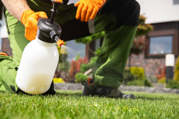 Best Ant Control Services  in Seth Ward, TX